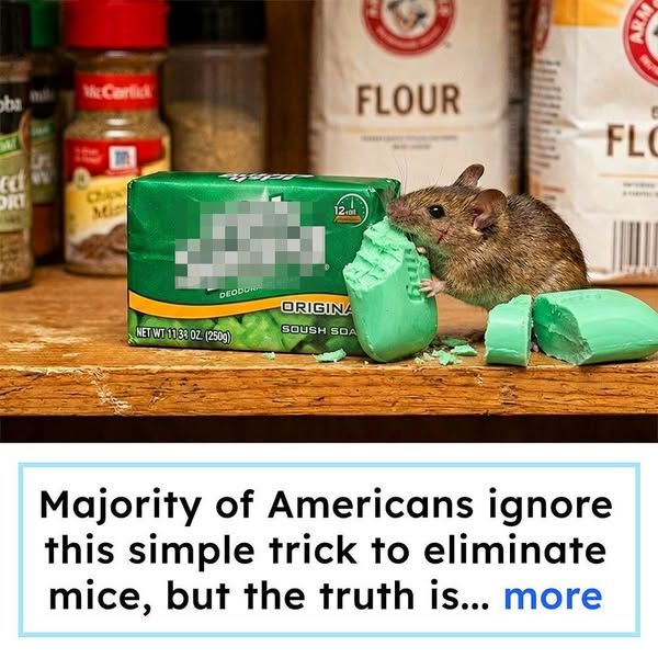 Homeowners Vs. Mice image Facebook ad: Why Spring Is Actually The WORST Time for Mice - And What Finally Cleared Out My Home