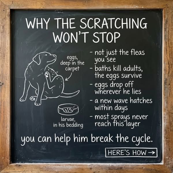 Flea Secrets image Facebook ad: Get Rid of Fleas On Your Pet (MUST READ)