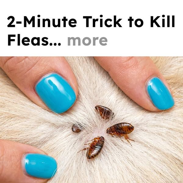 Flea Secrets image Facebook ad: Get Rid of Fleas Fast!