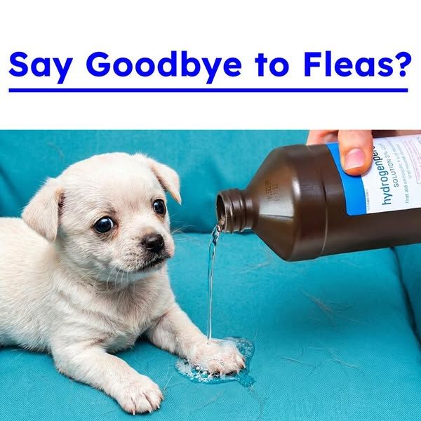 Flea Secrets image Facebook ad: Get Rid of Fleas Fast!