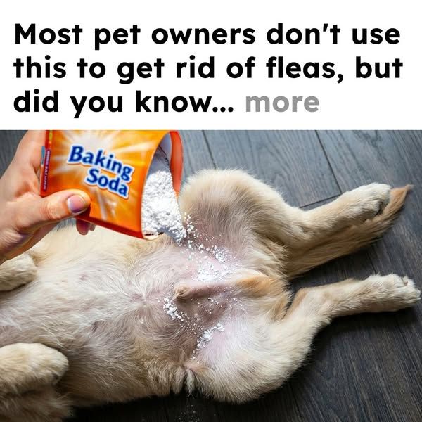 Flea Secrets image Facebook ad: Get Rid of Fleas Fast!