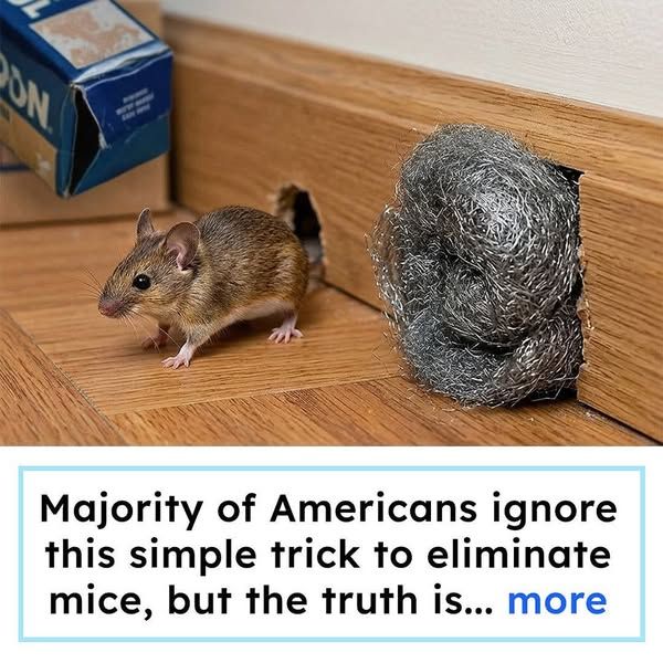Homeowners Vs. Mice image Facebook ad: Why Spring Is Actually The WORST Time for Mice - And What Finally Cleared Out My Home