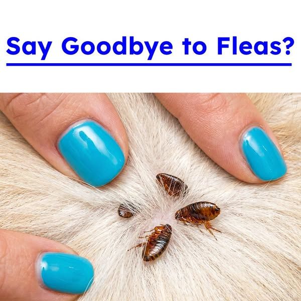 Flea Secrets image Facebook ad: Get Rid of Fleas Fast!