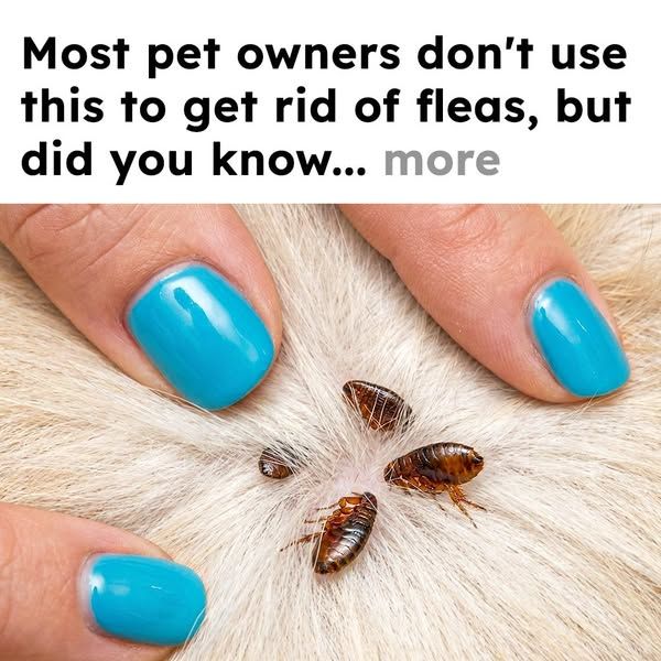 Flea Secrets image Facebook ad: Get Rid of Fleas Fast!
