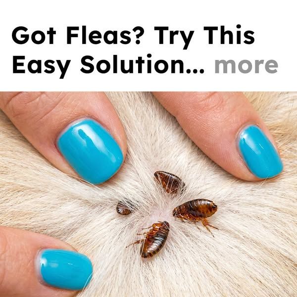 Flea Secrets image Facebook ad: Get Rid of Fleas Fast!