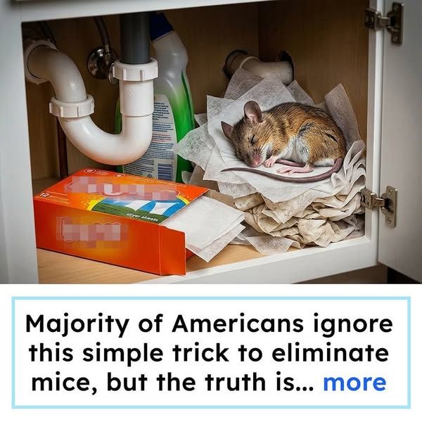 Homeowners Vs. Mice image Facebook ad: Why Spring Is Actually The WORST Time for Mice - And What Finally Cleared Out My Home