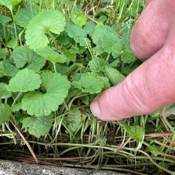 The Forager's Guide to Wild Foods