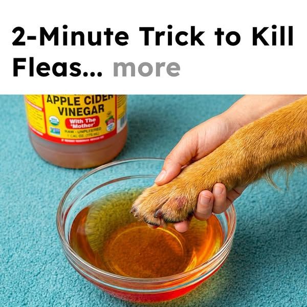 Flea Secrets image Facebook ad: Get Rid of Fleas Fast!